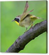 Warbler Ready For Takeoff Canvas Print