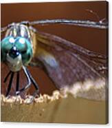 Watched By A Dragonfly Canvas Print
