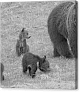 Watching Over The Grizzly Triplets Black And White Canvas Print