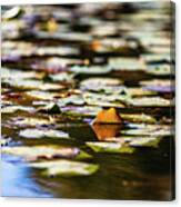 Water Lilies In Autumn Canvas Print