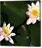 Water Lilly's Canvas Print