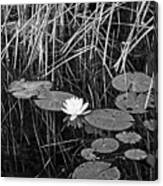 Water Lily 4 Bw, Lake Pennesseewassee, Maine Canvas Print