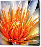 Water Lily Flower Canvas Print