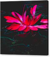 Water Lily In Hot Pink Canvas Print