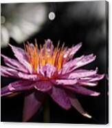 Water Lily In The Spotlight Canvas Print