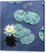 Water Lily Named For A Nymph Canvas Print