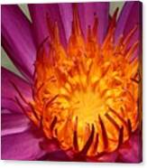 Water Lily On Fire Canvas Print