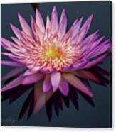 Water Lily Perfection Canvas Print