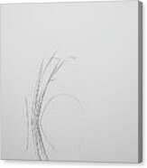 Water Reed In Black And White Canvas Print