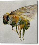 Watercolour Bee Canvas Print