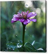 Waterdrops And A Pink Common Zinnia Canvas Print
