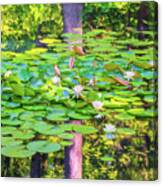 Waterlilies And Tree Reflections Canvas Print