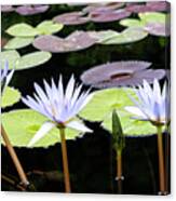 Waterlily Trio Canvas Print