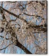 Weeping Cherry In Spring Canvas Print