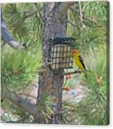 Western Tanager Feeding Canvas Print