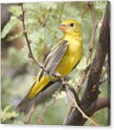Western Tanager In The Forest Canvas Print