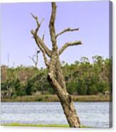 Wetlands Dead Tree Revisited Canvas Print