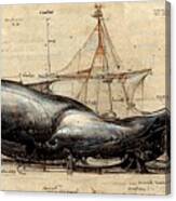 Whale #2 Canvas Print