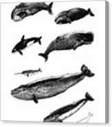 Whale Chart Canvas Print