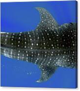 Whale Shark Canvas Print