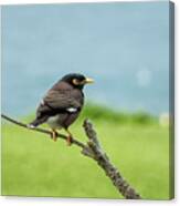 What's Common About A Common Myna Canvas Print
