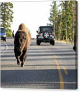Where The Buffalo Roam - Bison, Yellowstone National Park, Wyoming Canvas Print