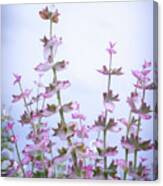 Whispers Of Clary Sage Canvas Print