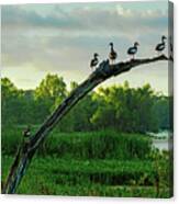 Whistling Ducks Greet The Morning At Elm Lake Canvas Print