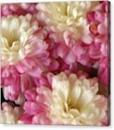 White And Pink Mums Canvas Print