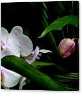 White And Pink Orchid Blooms Against The Night Canvas Print