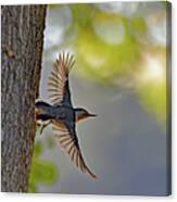 White-breasted Nuthatch Canvas Print