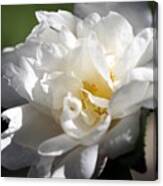 White Camellia Iii Canvas Print