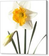 White Daffodil With Orange Trumpet And Bud. Canvas Print