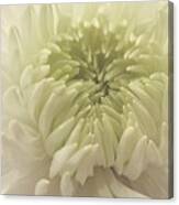 White Dahlia In Softness Canvas Print