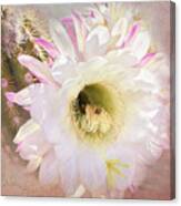 White Desert Bloom Of Tucson Canvas Print