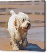 White Dog On The Beach Canvas Print