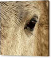 White Horse Eye Canvas Print