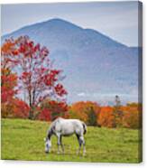 White Horse In Fall Canvas Print