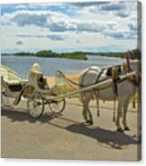 White Horse With White Carriage Canvas Print
