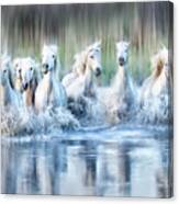 White Horses Of The Camargue Canvas Print