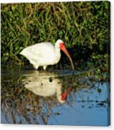 White Ibis And Its Reflection Canvas Print