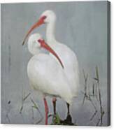 White Ibis Canvas Print
