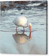 White Ibis Reflection Canvas Print