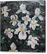 White Irises Canvas Print
