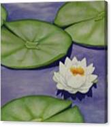 White Lotus And Lily Pad Pond Canvas Print