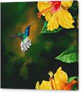 White Necked Jacobin And Yellow Hibiscus Canvas Print