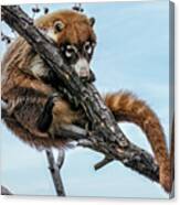 White-nosed Coati 5 Canvas Print