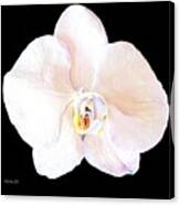 White Orchid  Intimacy Canvas Print