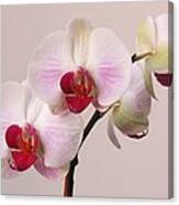 White Orchid Canvas Print