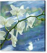 White Orchids On The Move Canvas Print